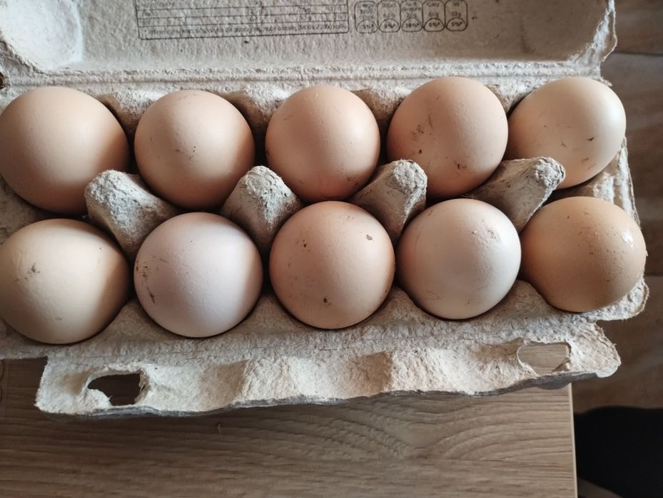 Sprzedam jajka wiejskie