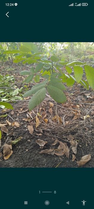 Саженцы грецкого ореха,фундука ,сумаха