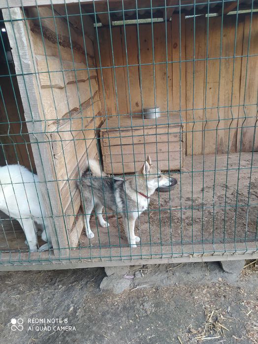 Продам західно сибірську лайку щеня