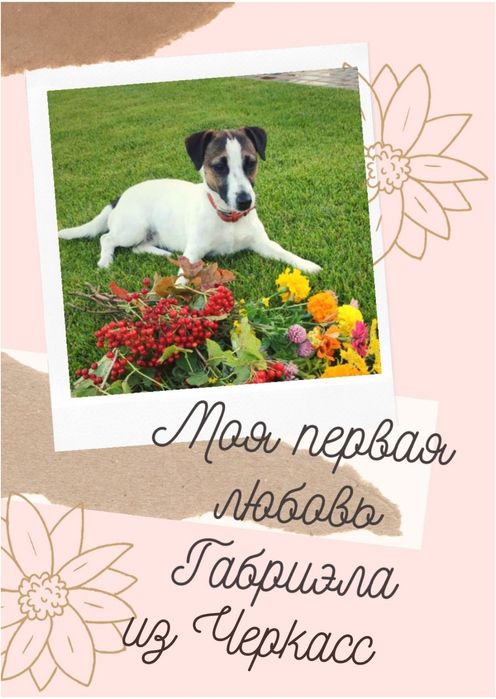 мальчик Джек Рассел