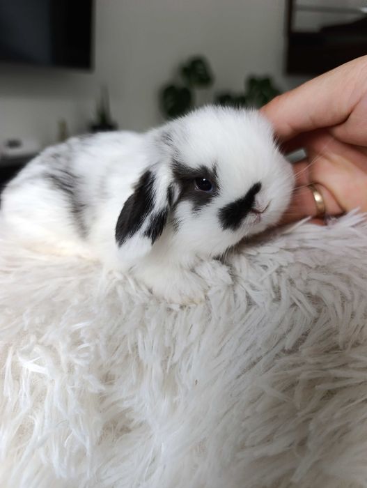 Mini lop karzełek Teddy hodowla zarejestrowana