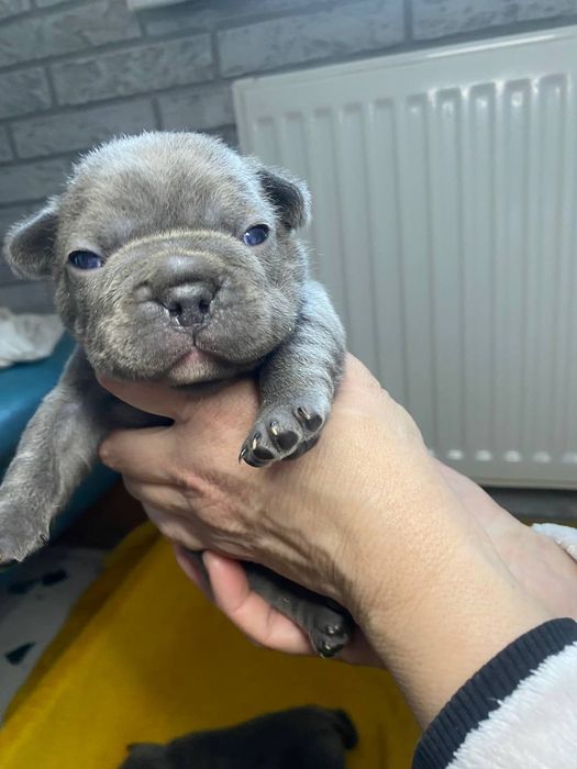 Лиловые и голубые щенки