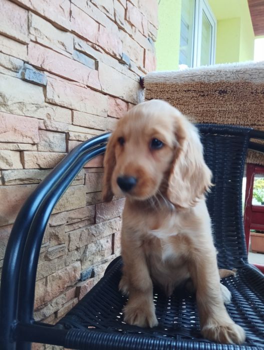 Piękne pieski Cocker spaniel