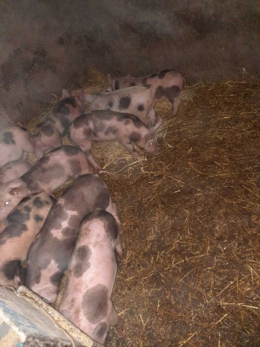 Продам поросят мясной породы