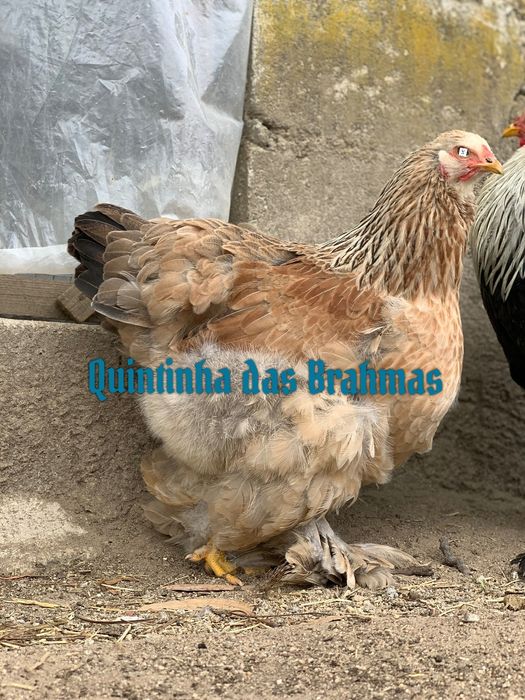 Brahma Salmão (ovos)