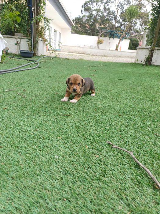 Cachorros para Adoção Responsável