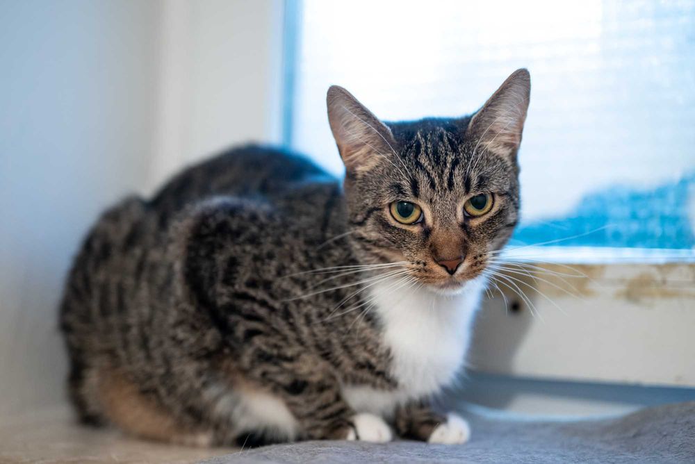 Foczka - młodziutka koteczka szuka domu