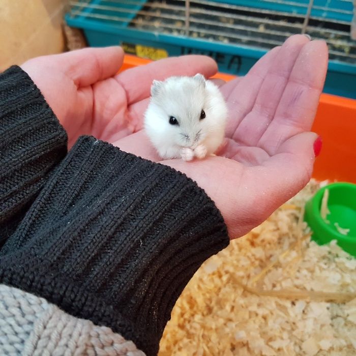 Chomiki dżungarskie / chomiki panda oswojone