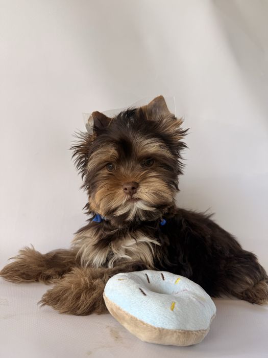 York, yorkshire terrier choco-tan Batman