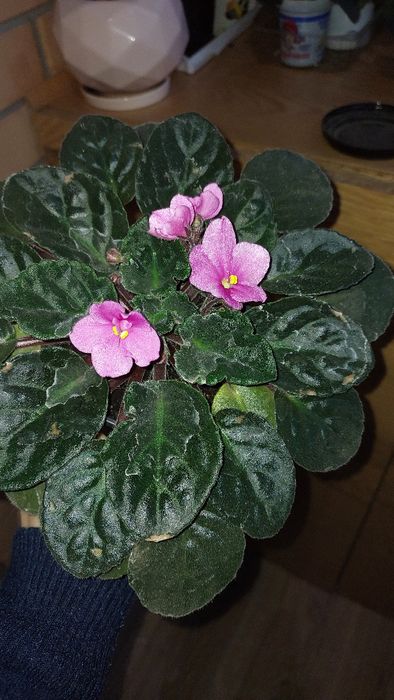 Продам фіалки постійно квітучі