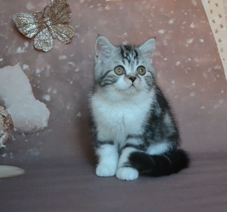 Два чемні страйта шукають дім