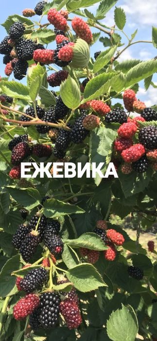 Земляника  , малина , ежевика, агруст