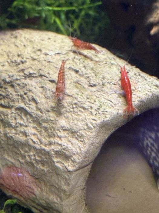 Krewetki czerwone neocardinia