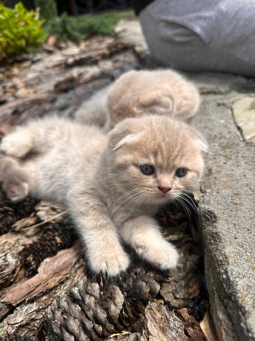 Шотландські висловухі кошенята