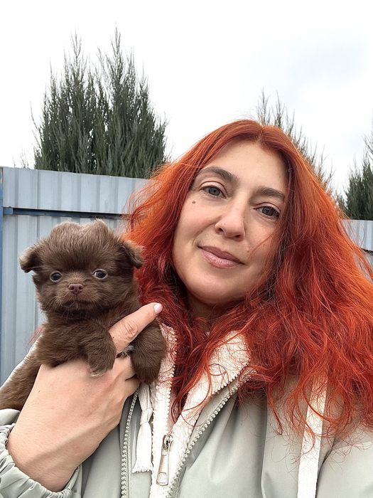 Дівчинка чихуахуа д/ш