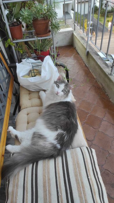 Gatinha jovem e dócil para adopção