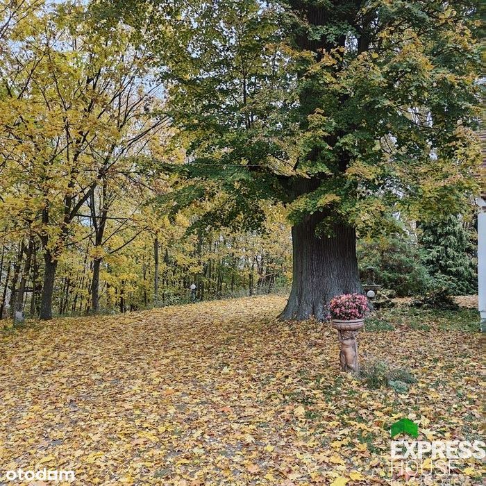 Dworek w klimatycznym otoczeniu starych drzew