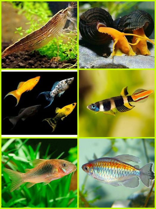 Aquasousa.com - Tetras, Guppys, Corydoras, Neons e muito muito mais...