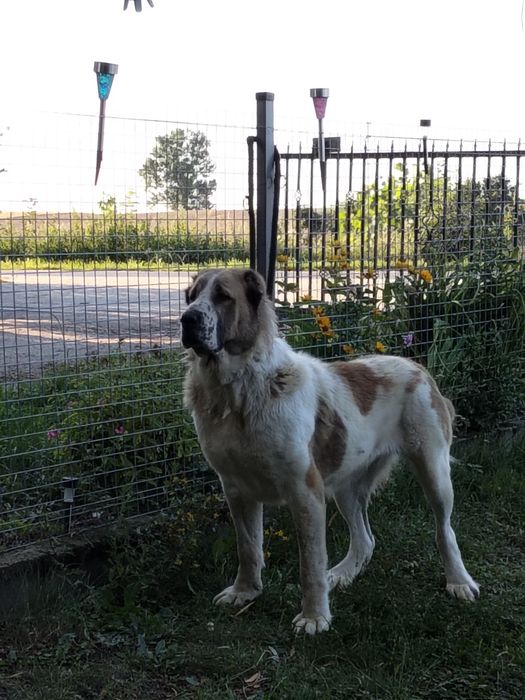 Owczarek środkowoazjatycki