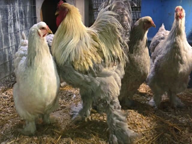 Інкубаційне яйце брама порцелянова, ізабелла