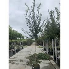 Klon polny ‚Elsrijk’  250 cm cena 240 zł