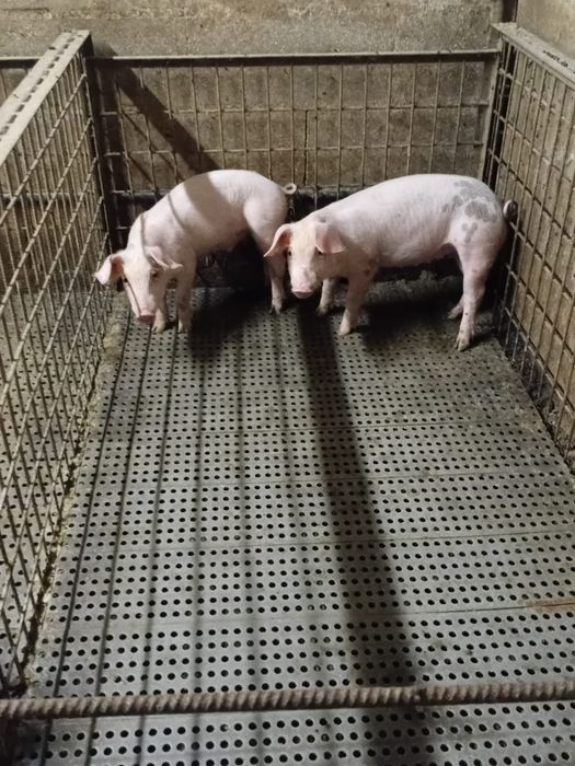 Vendo leitões bisaros e pietrans