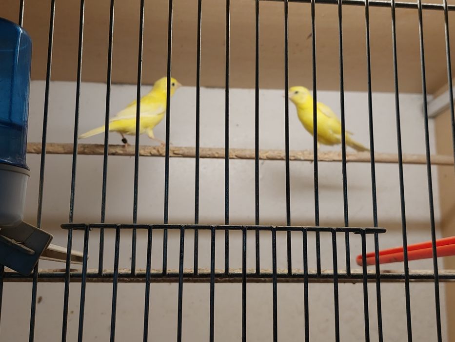 Kanarek Samiec 2024r na śpiewie.