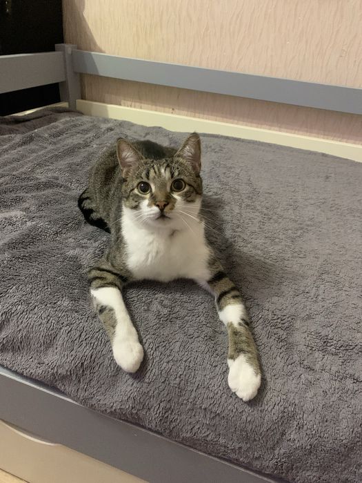 Отдам котика в добрые руки