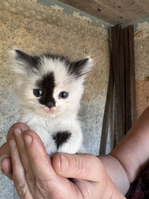 Маленькі кошенятя