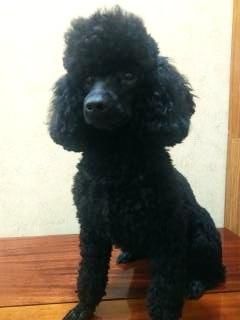 Карликовый Пудель Вязка