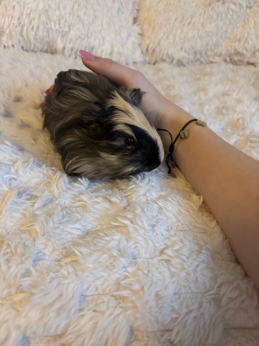 Świnki morskie samce wraz z klatką