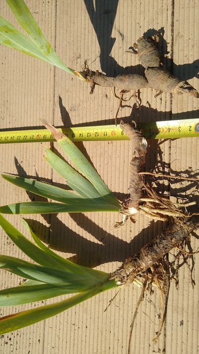 Iris germanica branco