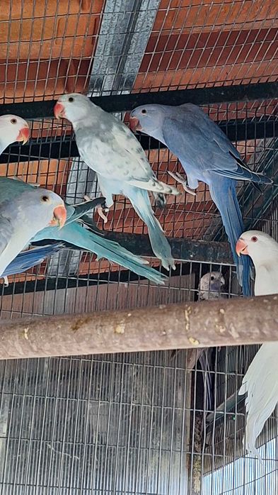 Ring necks varias mutações 2024 e 25