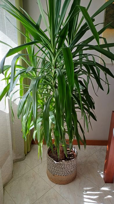 DRACAENA Planta natural