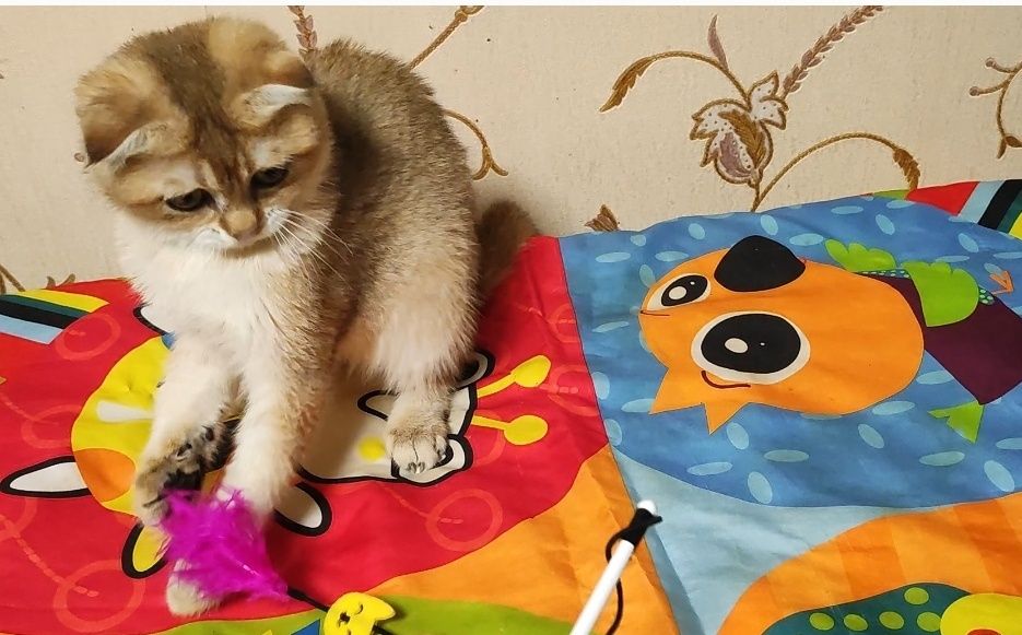 Золота шиншила - висловуха дівчинка