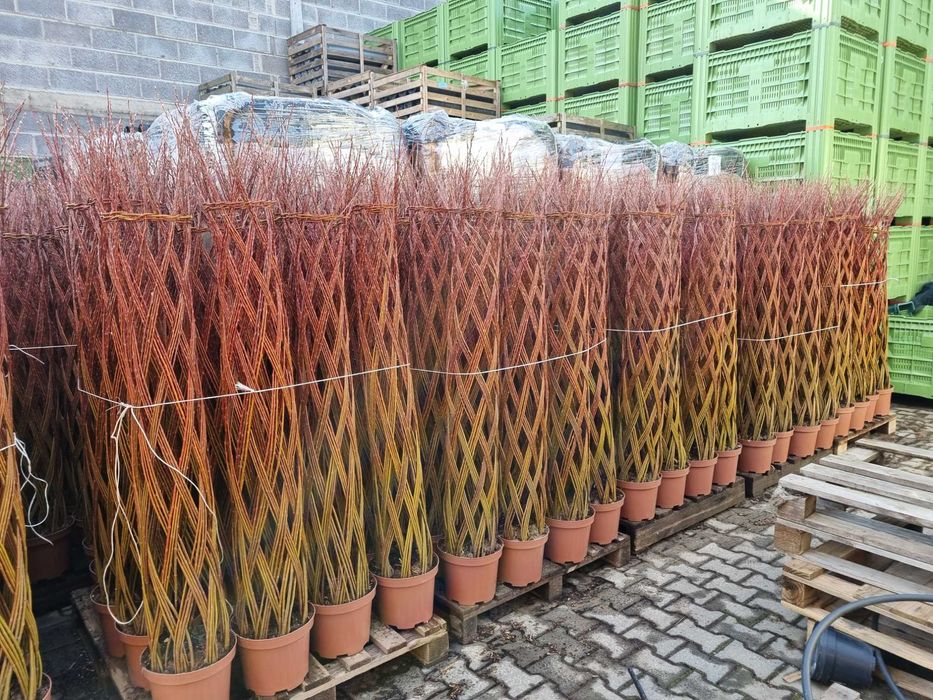 Wierzba pleciona Salix Americana 100-200cm