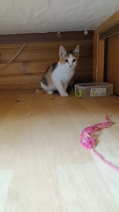 Котенок, Помогите найти дом малышке