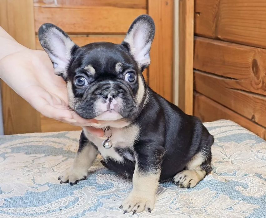 Маленький хлопчик,французік