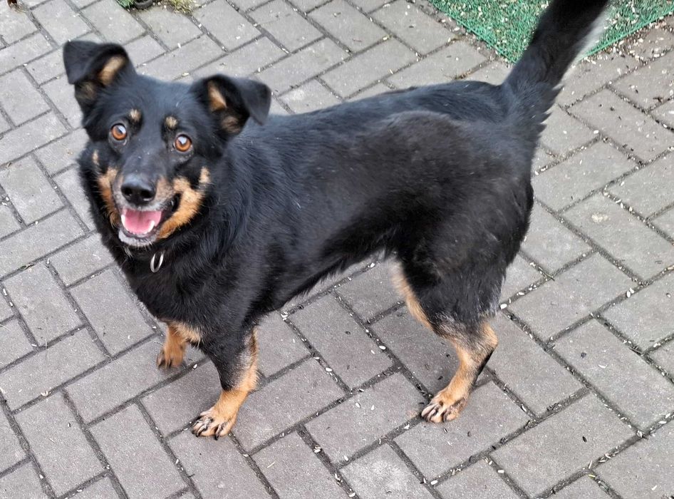 Młoda Zośka czeka na dom