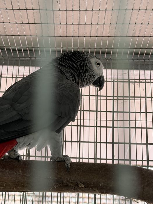 Macho papagaio cinzentos reprodutor