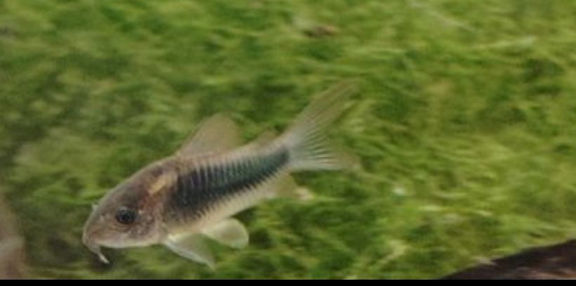 Rybki Kiryski Spiżowe młodziutkie