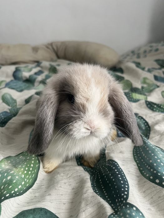 Sprzedam króliczków mini lop