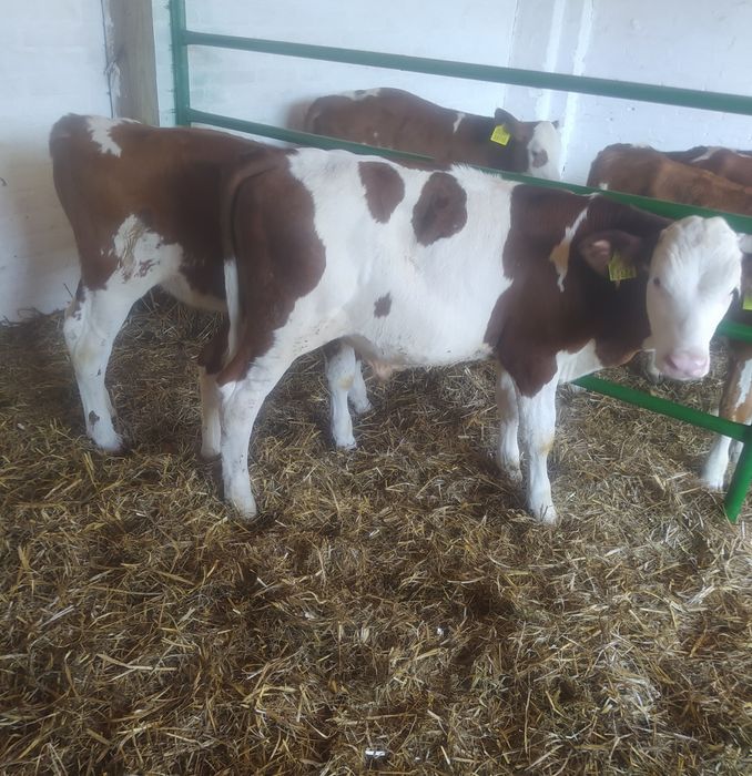 Cielaki sm lm byczki jaloweczki, odsadki, startery, mięsne