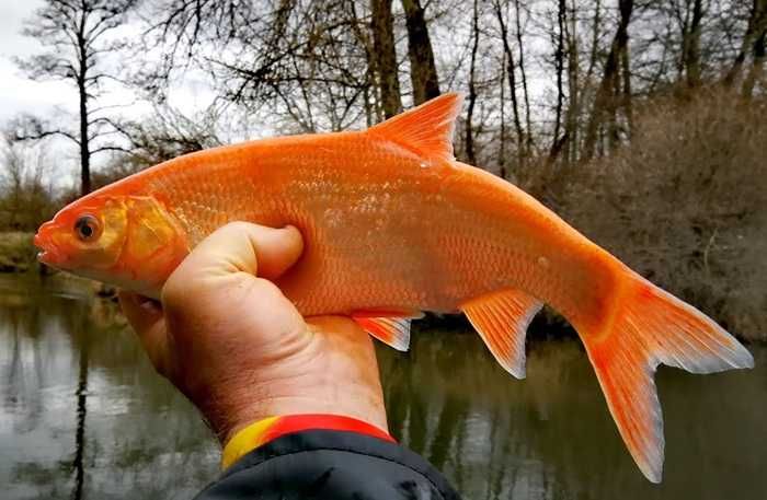 Orfa złota / złoty jaź - młode 8-10cm WYSYŁKA AKWAWIN - DO OCZKA STAWU