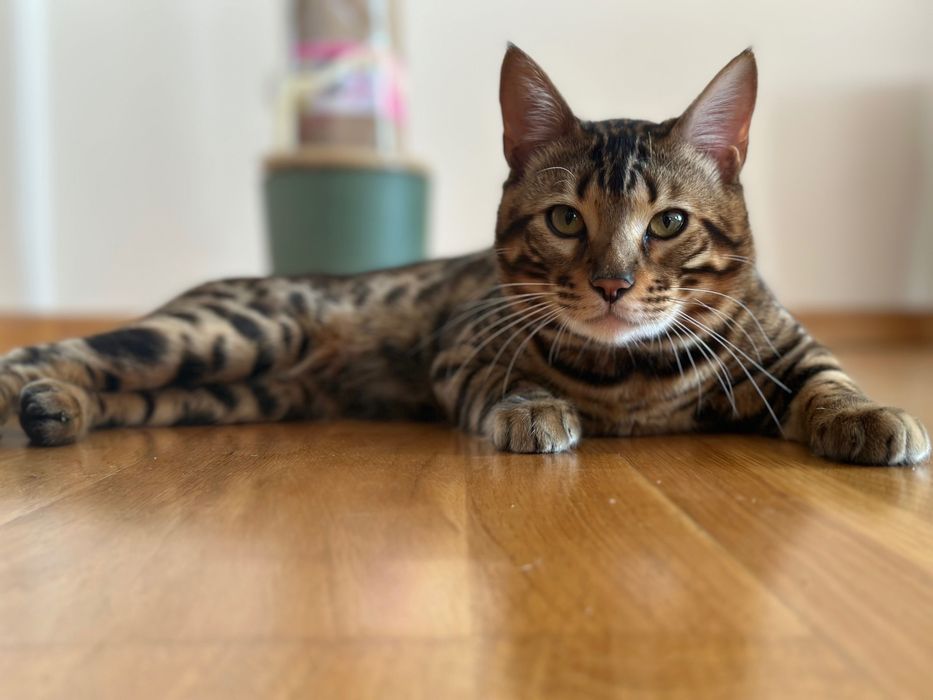 Вʼязка бенгальського кота