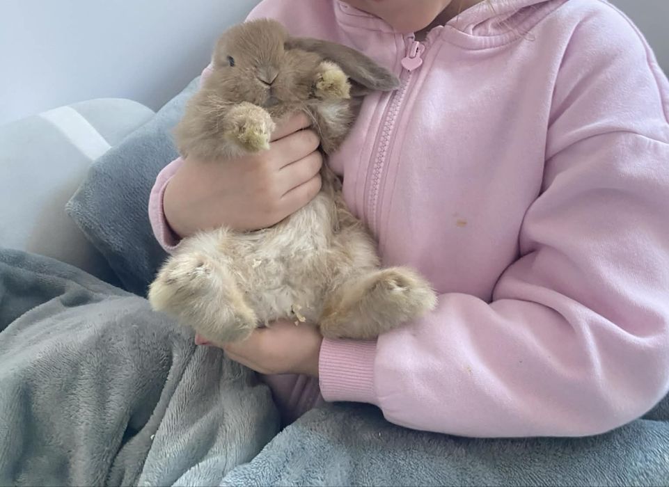 Kroliczek mini lop