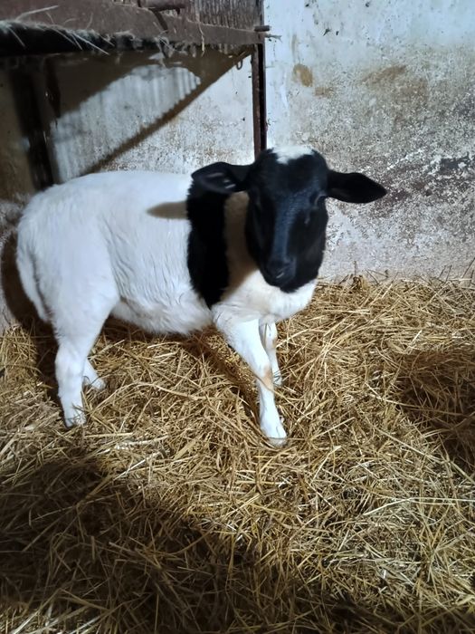 Owce dorper tryk 100% Owca 75%