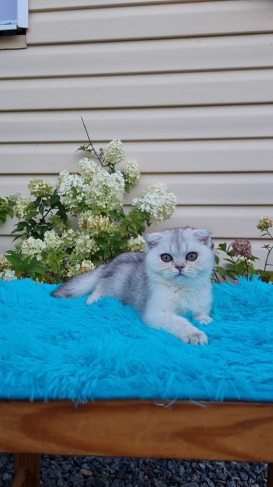шотландские котята