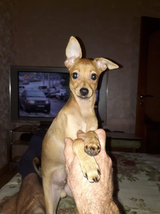 Пропала собака на радужных содах.