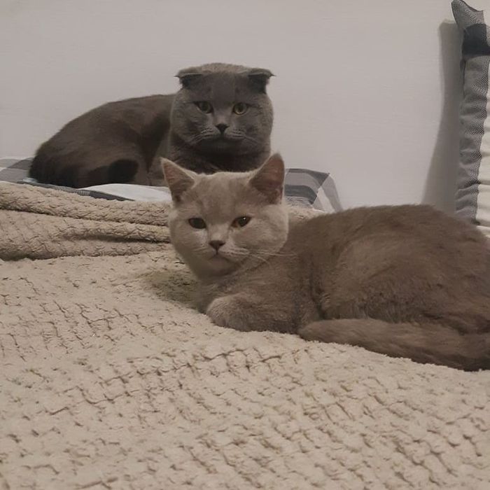 Шотландські кошенята